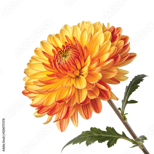 Yellow-Orange Chrysanthemum in Full Bloom, PNG file for mock-up.