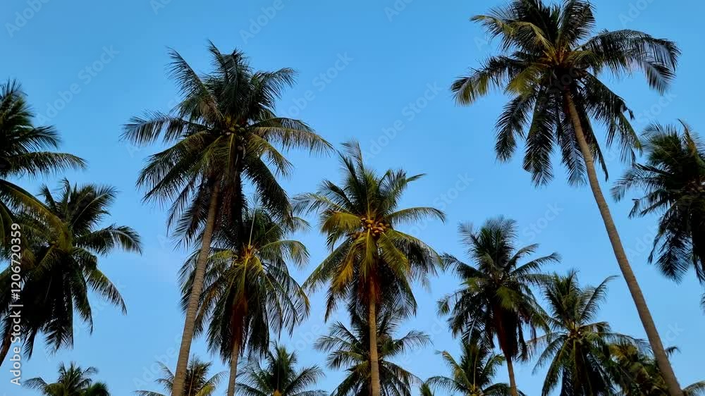 Enjoy a tranquil moment in Krabi Thailand as lush palm trees sway gracefully in the gentle breeze. The clear blue sky creates a perfect backdrop for this serene tropical escape. Enjoy a tranquil moment in Krabi Thailand as lush palm trees sway gracefully in the gentle breeze. The clear blue sky creates a perfect backdrop for this serene tropical escape.