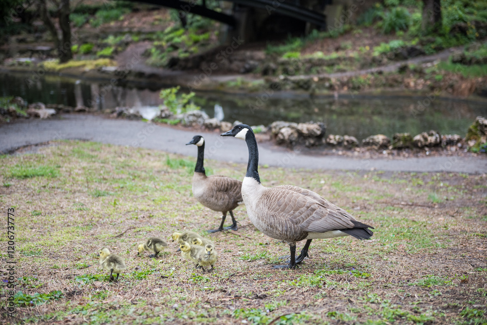 Family of geese with goslings on a Spring day in front of Grotto Bridge, aka Lafayette Park Bridge, in Lafayette Square, St. Louis, Missouri. Family of geese with goslings on a Spring day in front of Grotto Bridge, aka Lafayette Park Bridge, in Lafayette Square, St. Louis, Missouri.