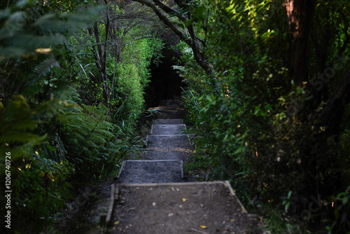 A staircase along a hiking track in dense bush in New Zealand