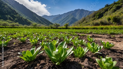 Oca Plants Flourishing in Their Natural Environment with a Stunning Mountainous Backdrop photo