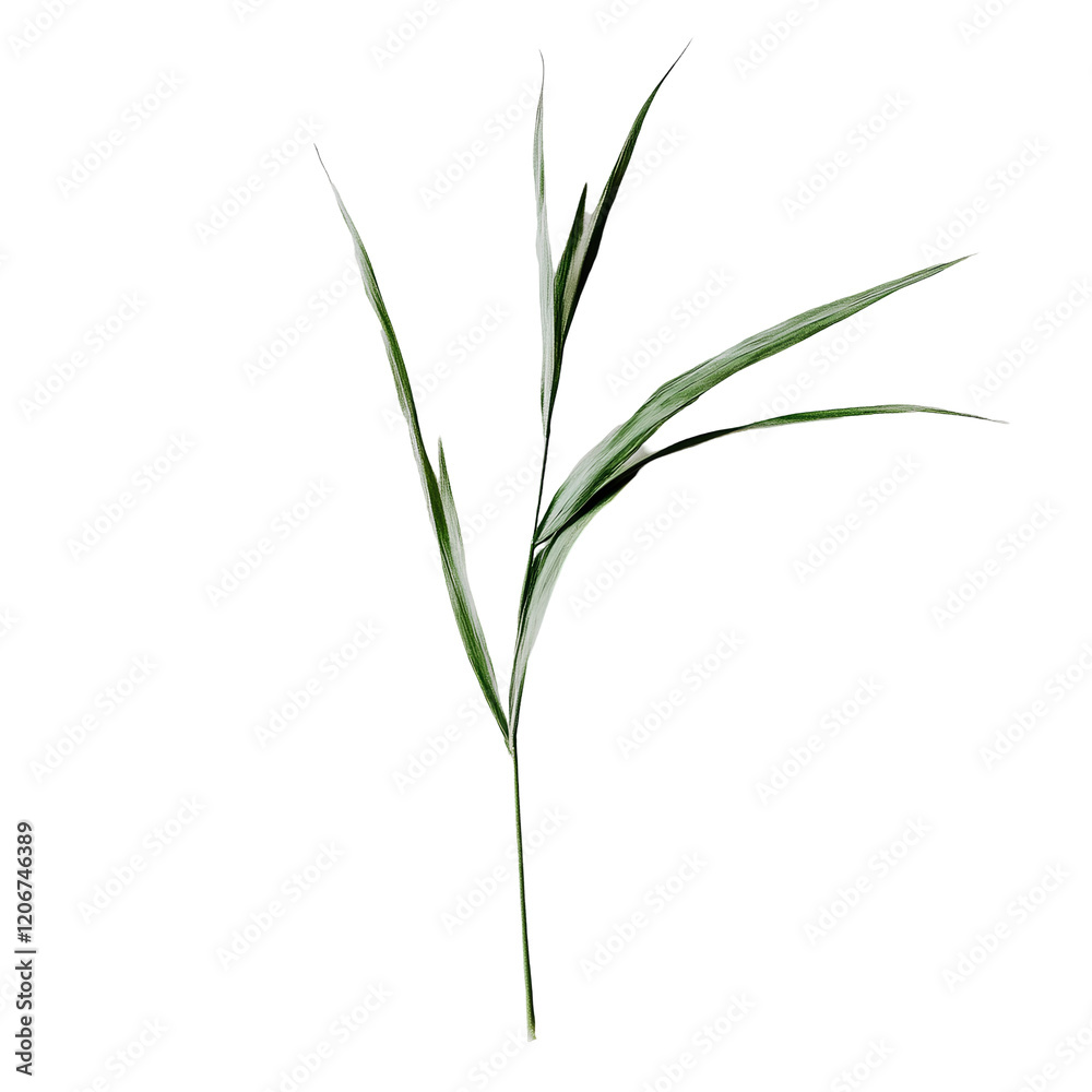Fototapeta premium a beautiful green grass