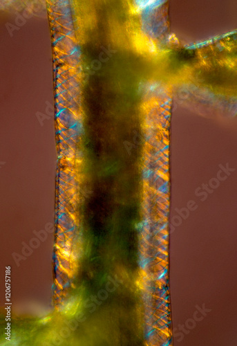 Colorful fibrils on the branch of a peat moss, polarized. photo