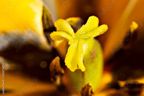 Extreme closeup of yellow stigma of a tulip flower. photo