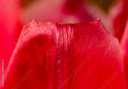 Closeup of ridges in a wavy red tulip petal. photo