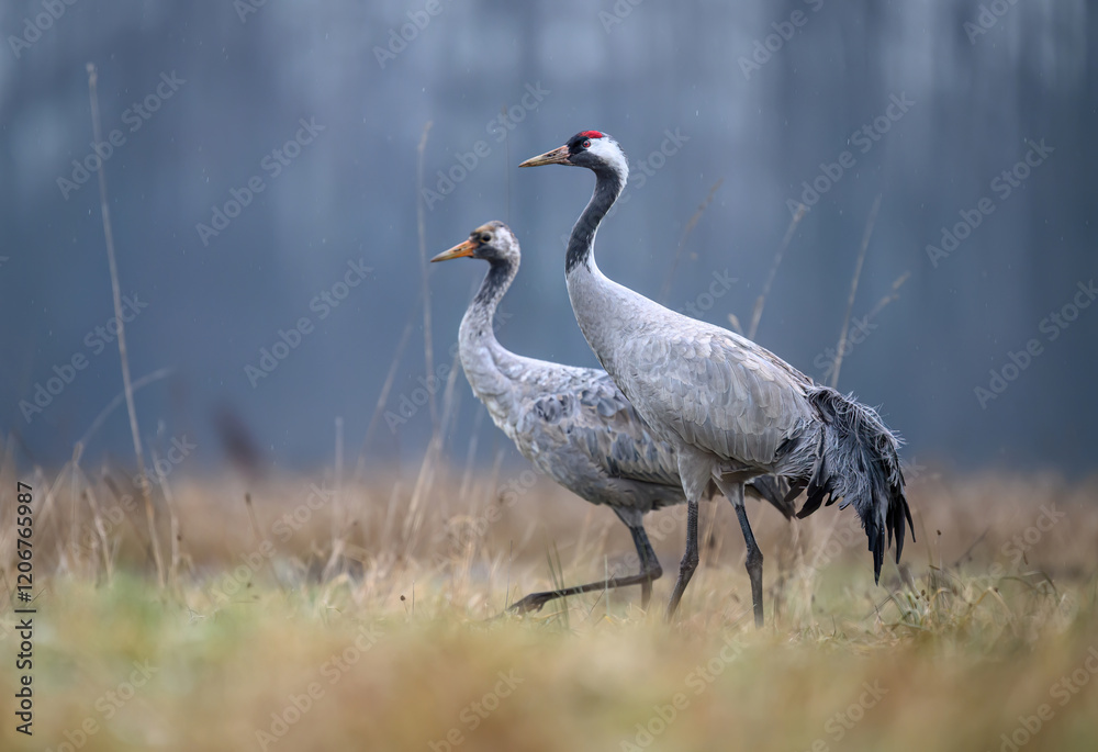 Fototapeta premium Common crane bird ( Grus grus )