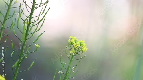Honey bee collecting nectar on a yellow flower in the garden