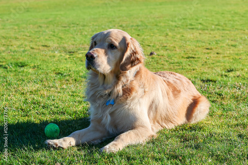 an alert golden retriever dog lays in grass next to his rubber ball waiting for someone to throw his favorite toy and play his game. 