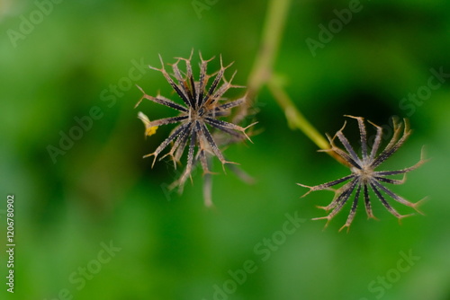 Wildflower