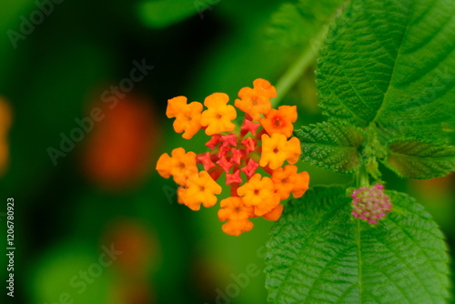 Wildflower