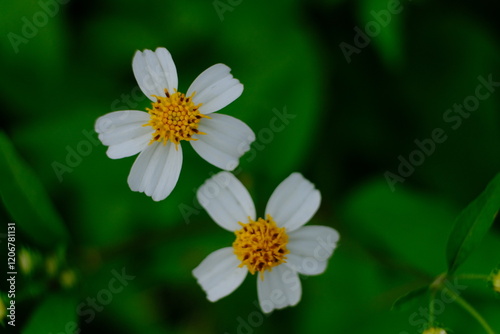 Wildflower