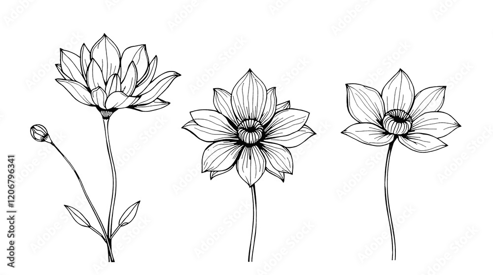 Elegant Black and White Floral Line Art, flower PNG Elegant Black and White Floral Line Art, flower PNG