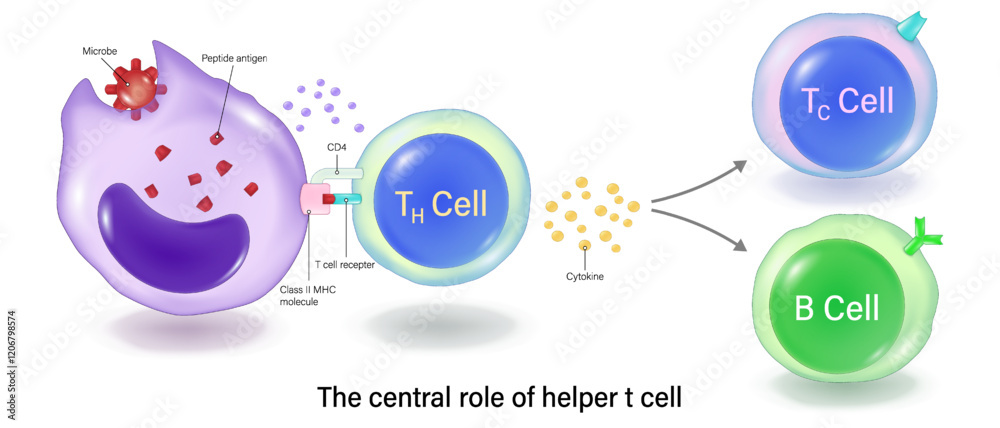 The central role of helper t cell. Helper t cell activation. Human adaptive immune system. Specific immune response.