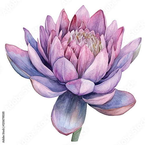 Asoka Flower watercolor clipart illustration