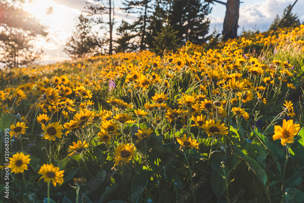 Obraz premium Super Bloom Of Wildflowers At Sunset