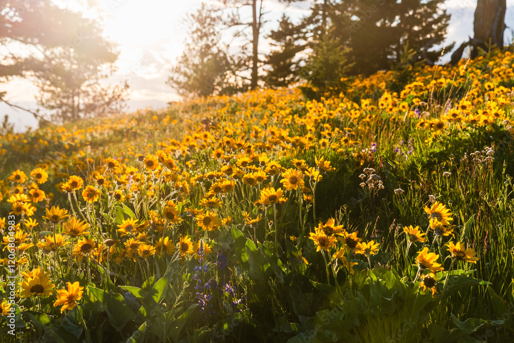 Meadow Of Wildflowers At Sunset Meadow Of Wildflowers At Sunset