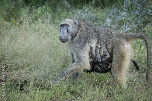 A mother chacma baboon with one eye half closed, walks cautiously through the grass of her natural habitat with her cute baby baboon hanging on under her body in a game reserve in South Africa.