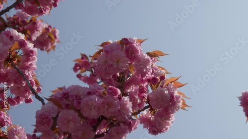 Pink Cherry Blossoms During Springtime On Lake Como, Italy, Close up shot
