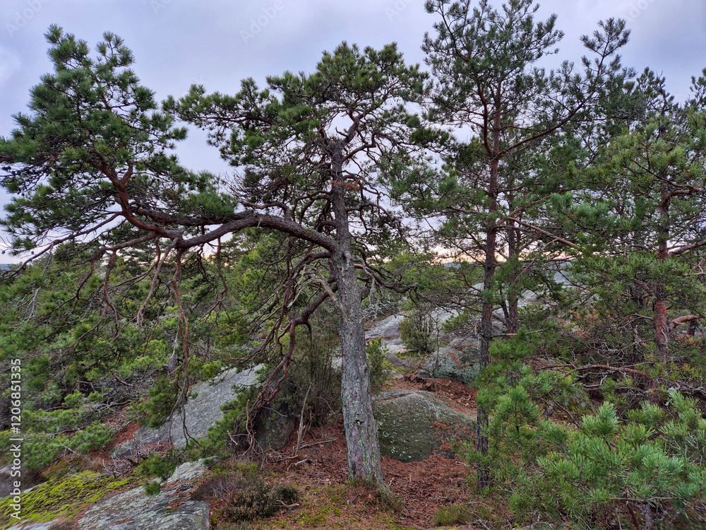 Fototapeta premium In the forest