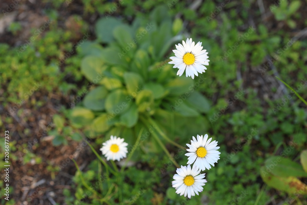 close up of wild daisy flowers in the field close up of wild daisy flowers in the field