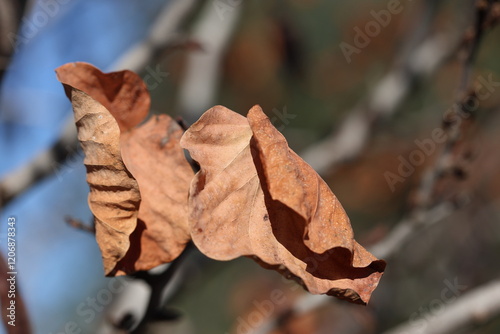 The last few brown leaves remaining on the Judas tree (Cercis siliquastrum) in autumn