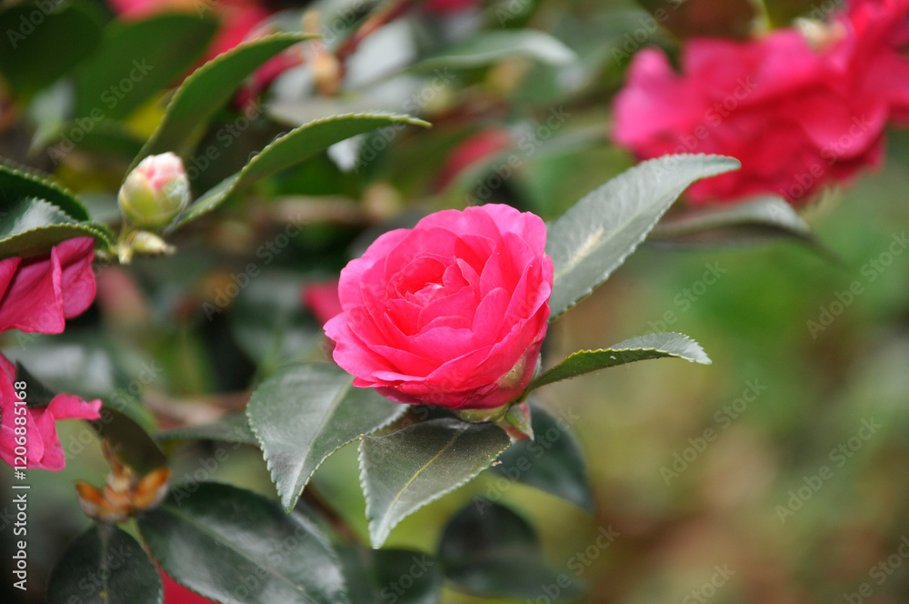 ピンク色の花 ピンク色の花