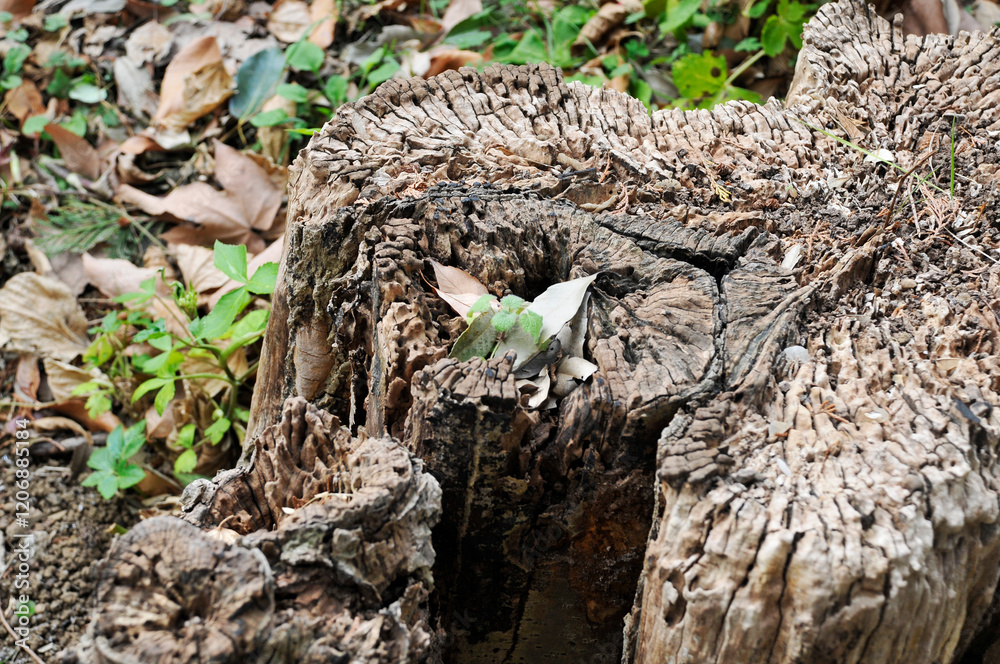 Obraz premium 切り株の雑草