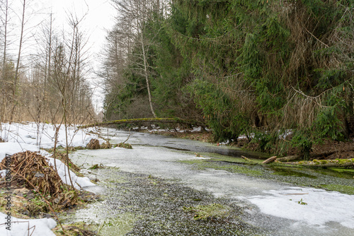 Obraz na płótnie Frozen stream in spruce forest. w salonie