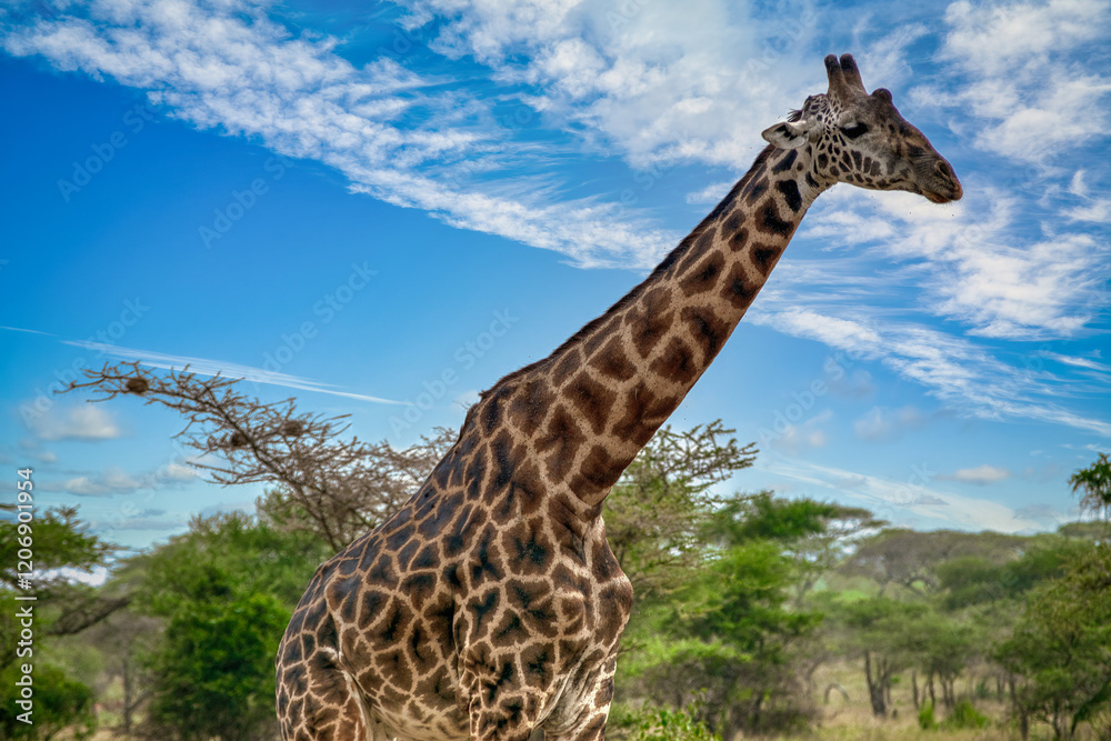 Obraz premium The giraffe is a species of artiodactyl mammal, from the Giraffidae family, native to Africa.