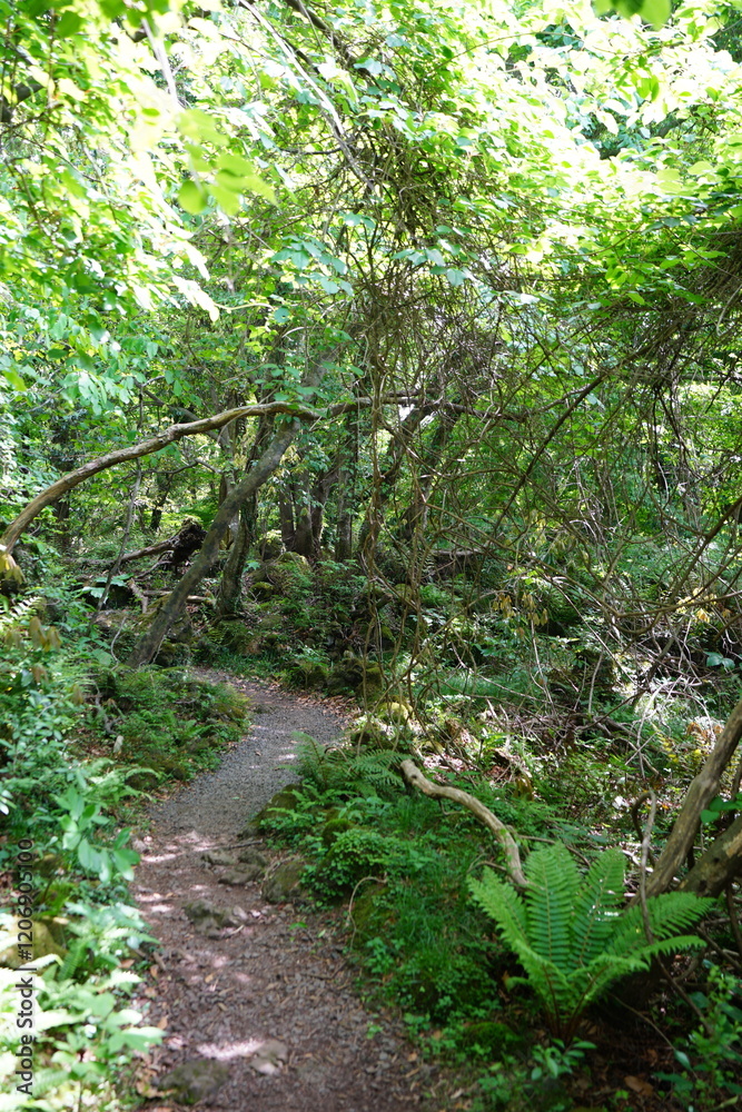 Fototapeta premium fine spring path in the gleaming sunlight