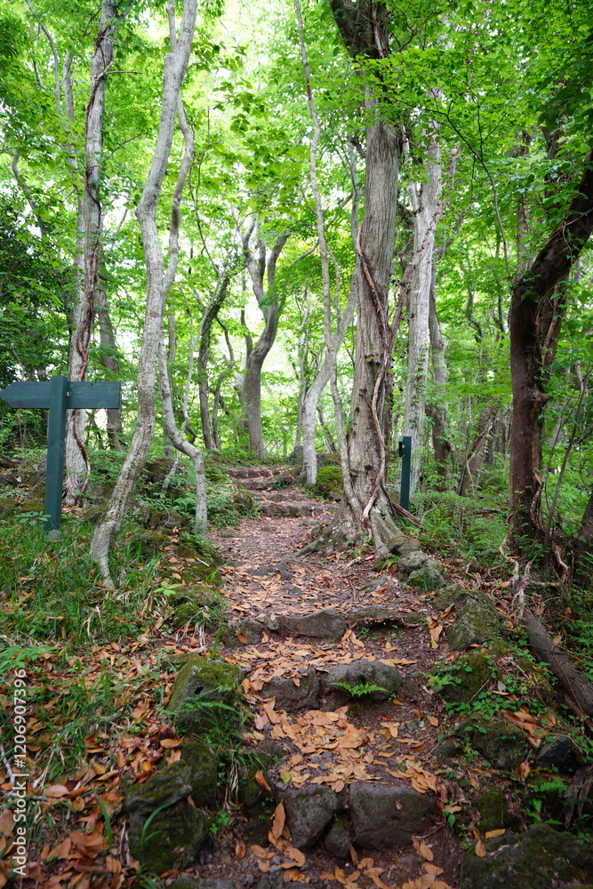 fine spring path in the gleaming sunlight fine spring path in the gleaming sunlight