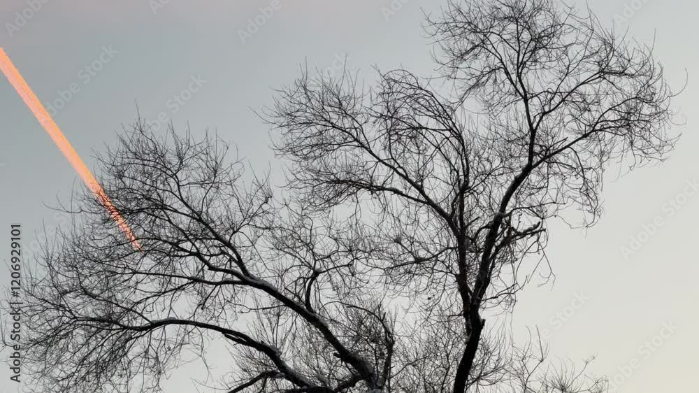 Silhouette of a tree and a flying plane in the sky