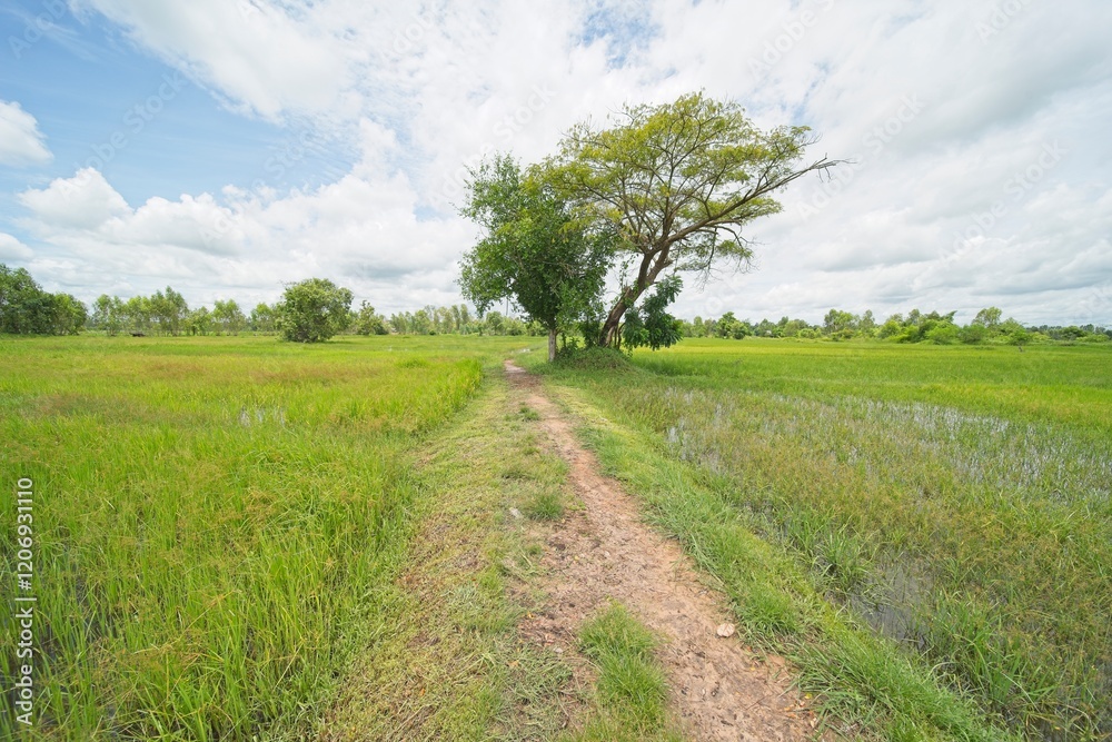 rice fields in isaan thailand during monsoon season. rice fields in isaan thailand during monsoon season.