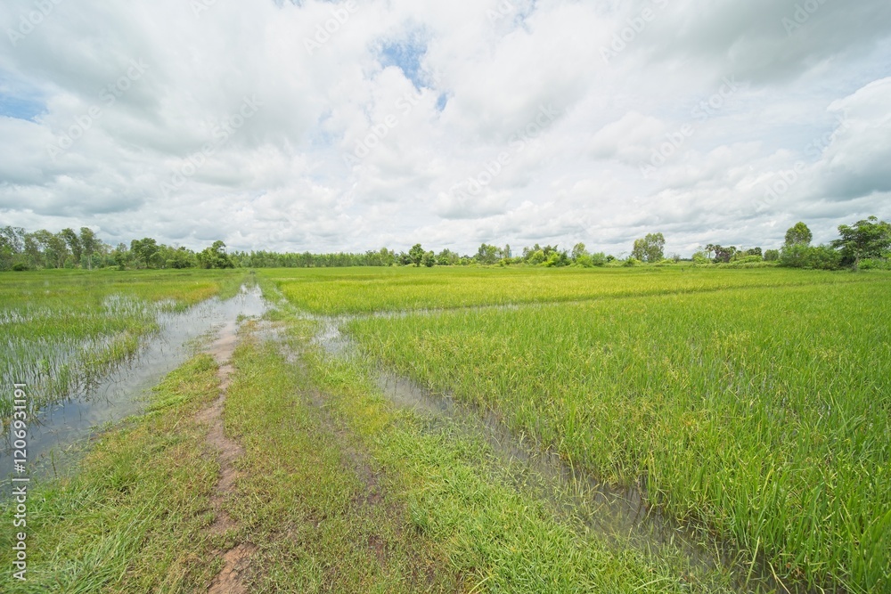 rice fields in isaan thailand during monsoon season. rice fields in isaan thailand during monsoon season.