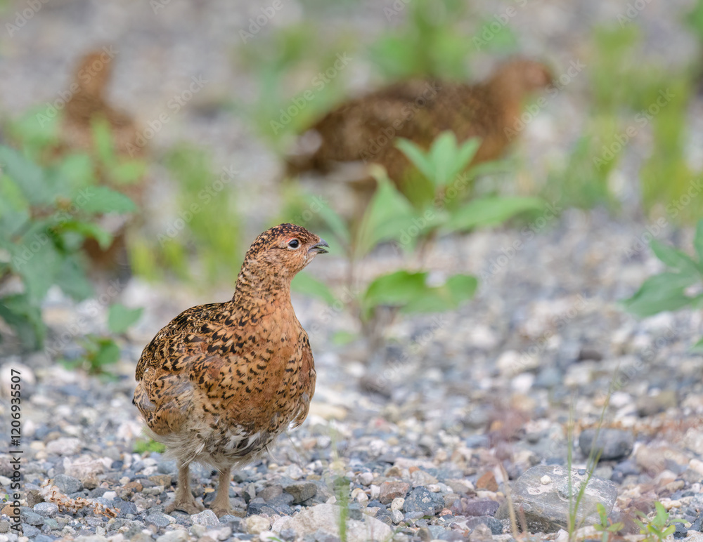 Willow Ptarmigan in its summer plumage. Denali National Park. Alaska.