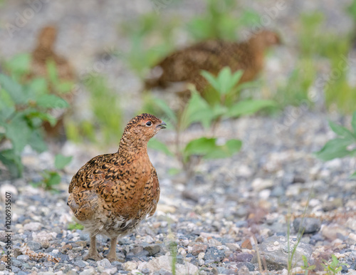 Obraz na płótnie Willow Ptarmigan in its summer plumage. Denali National Park. Alaska. w salonie