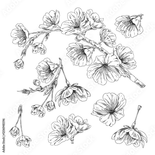 Cherry flowers, blossom plant engraved sketch vector set, hand drawn spring Sakura flower blooming floral design element