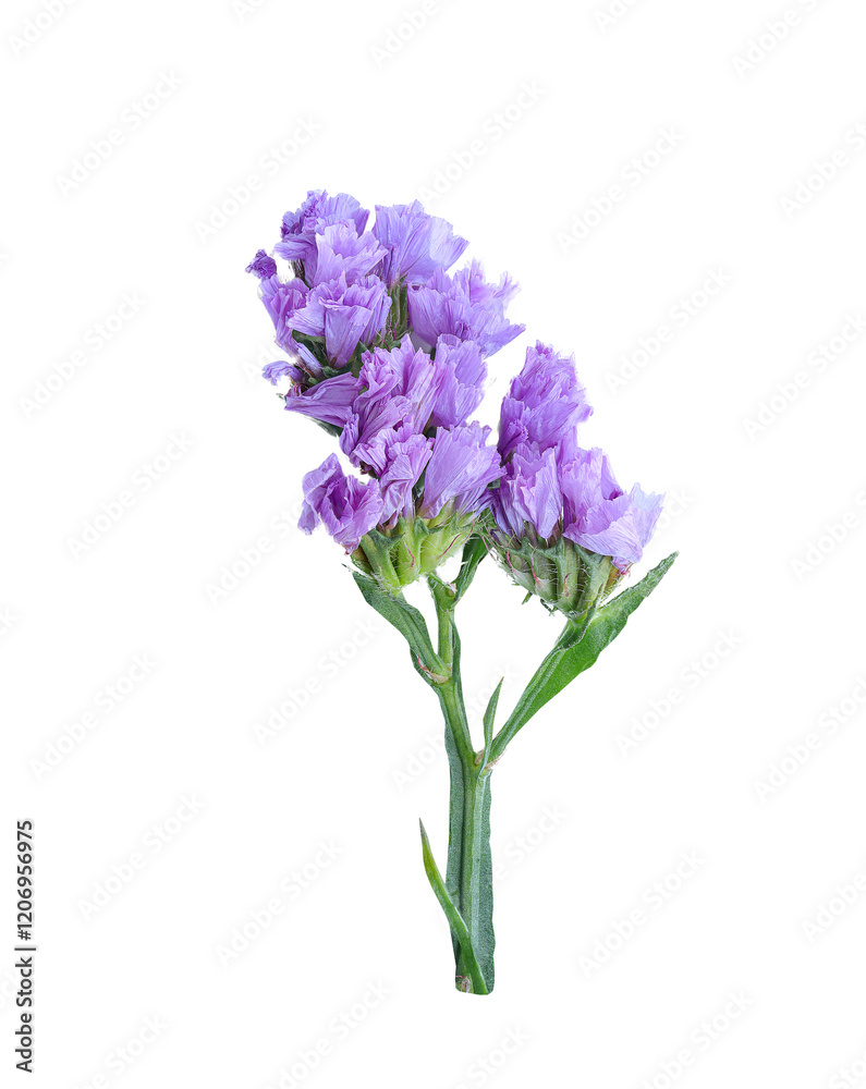 Obraz premium Macro shot of wavyleaf sea lavender, Beautiful flowers of Statice or Limonium Sinuatum flowers on white background with clipping path.