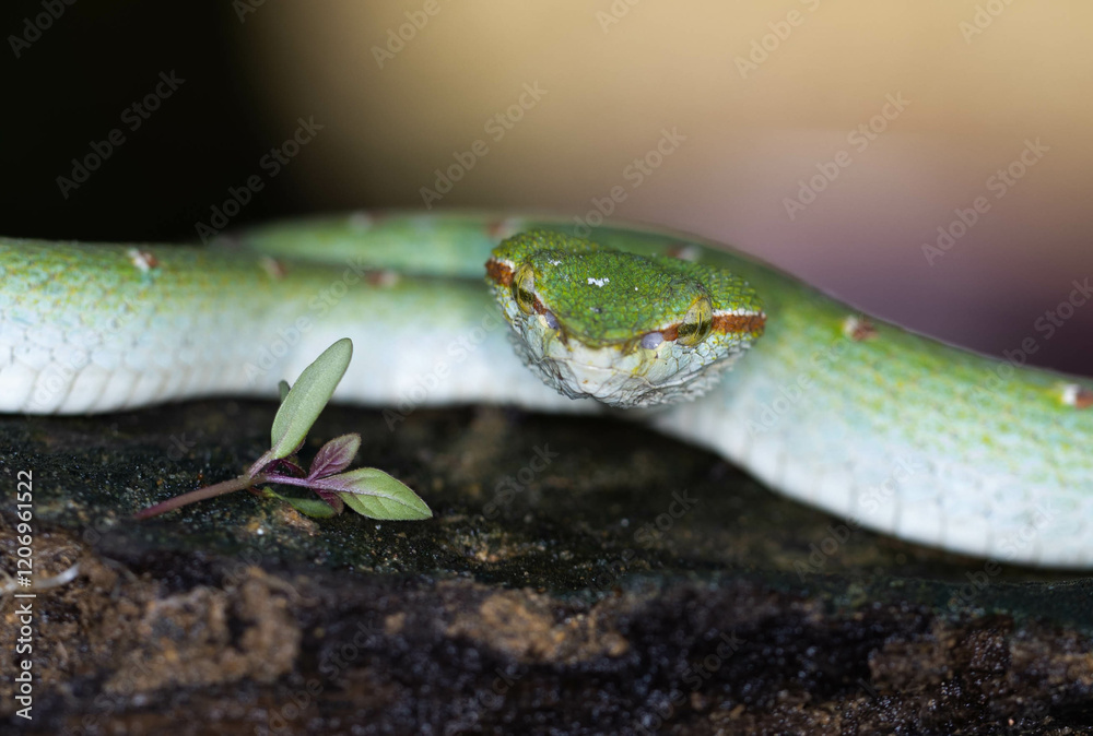 Fototapeta premium Green tropical venomous snake on a branch in Thailand