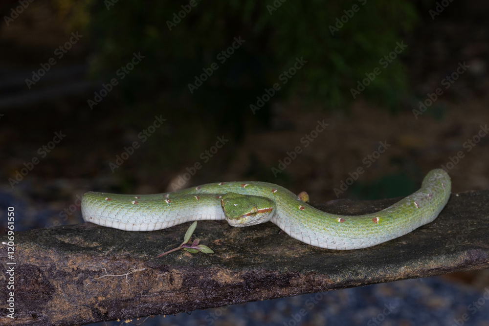 Fototapeta premium Green tropical venomous snake on a branch in Thailand