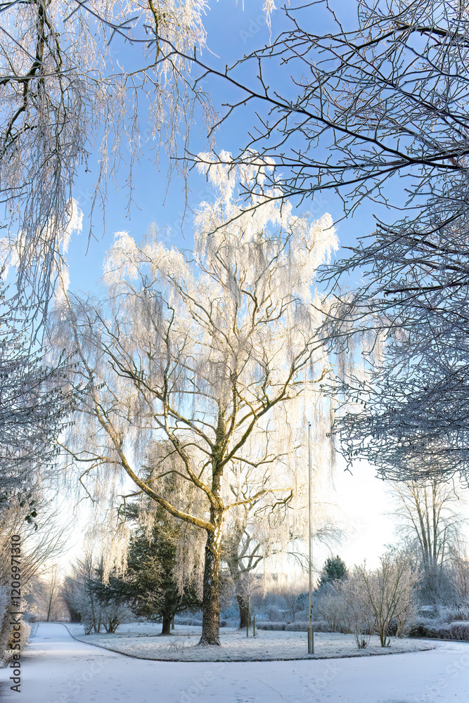 Fototapeta premium Trauerweide