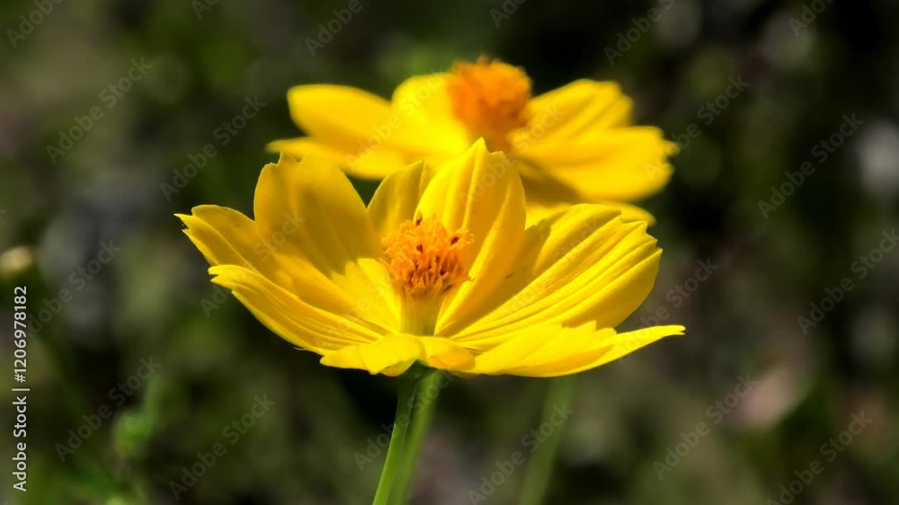 Beautiful yellow flowers of garden plants swaying in the breeze Beautiful yellow flowers of garden plants swaying in the breeze