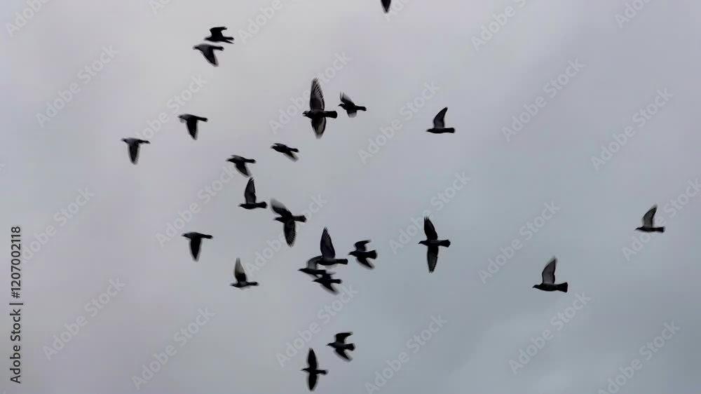 A flock of pigeons in flight against an overcast sky, low angle slow motion wide shot A flock of pigeons in flight against an overcast sky, low angle slow motion wide shot