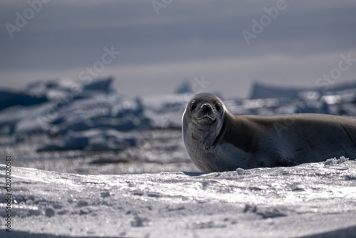 Crabeater seal in Antarctica. Wild nature.