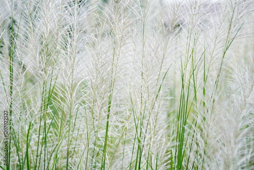 Lush Green Grass and Delicate White Flowering Plants in Nature