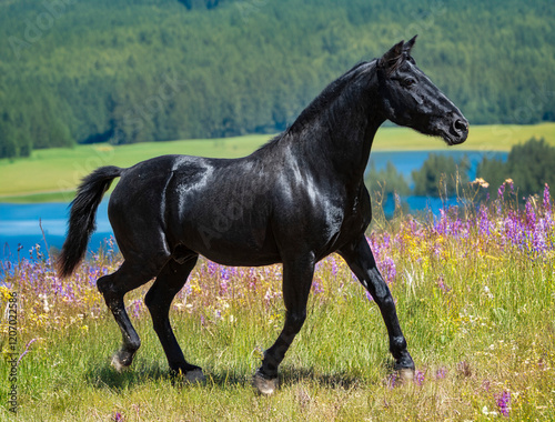 black stallion in nature