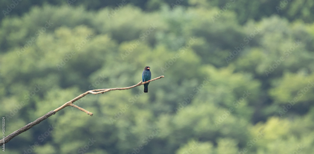 森の中を飛び回る美しい野鳥 ブッポウソウ 森の中を飛び回る美しい野鳥 ブッポウソウ