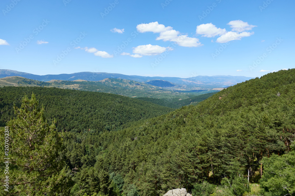 Naklejka premium Overview of a big green pine trees forest from the top of Canencia mountain in the Sierra Guadarrama, in Madrid, Spain