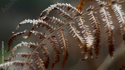 Macro de feuilles de fougère flétries photo