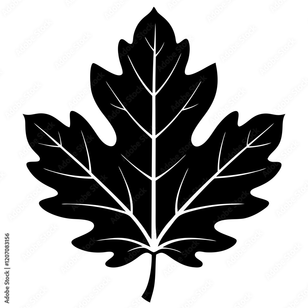Fototapeta premium Oak leaf silhouette vector illustrati